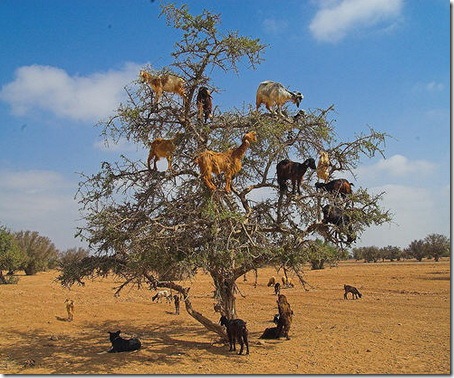 козы на деревьях
