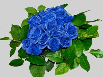 Чтобы вырастить натуральные синие розы ученые потратили 20 лет 