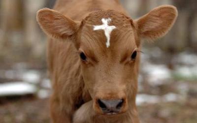 священная корова с крестом на лбу