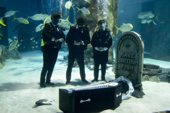 похороны рыб в лондонском океанариуме